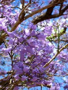 71 Best Purple Flowering Trees Images Beautiful Landscapes Spring Purple Flowering Trees Hunker