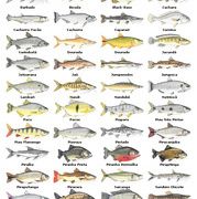 gulf of mexico fish species inspiration pinterest south carolina saltwater fish species chart