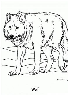 realistic wolf coloring pages | free printable wolf coloring pages ... - Coloring Pages Realistic Wolves realistic wolf coloring pages | free printable wolf coloring pages ... - Coloring Pages Realistic Wolves