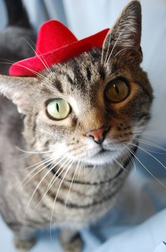 31 Best Cute Cats in Hats images