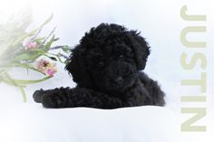 Mini Black Australian Labradoodle Puppy For Sale Labradoodle