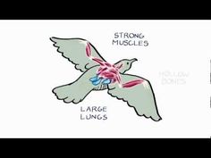 bird anatomy worksheet to fill out you need to know the bird anatomy worksheet to fill out you need to know the