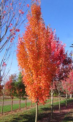 73 best columnar trees