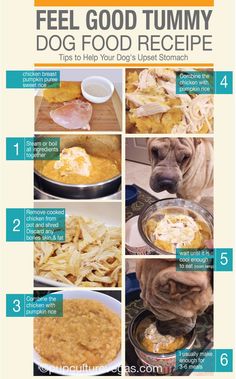 Detailed Helpful Information Regarding A Shih Tzu Puppy Or Dog