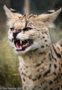 47 Best Familiar Images Adorable Animals Caracal Fluffy Animals