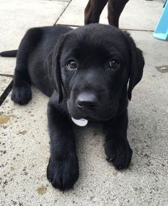 10 piècesensemble chiot chien Pals poupée Canina Anime 10 piècesensemble chiot chien Pals poupée Canina Anime