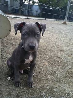 blue fawn pitbull puppy one month old!! - YouTube