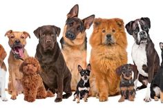 15 Dibujo De Perros Ideas Dogs Puppies Dogs And Puppies