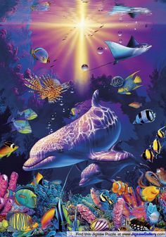 57 best dolphins images