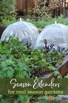 season extenders for cool season gardens mini greenhouses and more for late growing vegetables - Garden Therapy season extenders for cool season gardens mini greenhouses and more for late growing vegetables - Garden Therapy