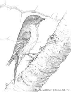 male eastern bluebird on hawthorn transparent watercolor step by step