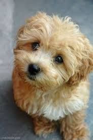 Bildresultat For Cute Teacup Maltese Puppies Brown Teacupcockapoo