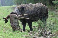 Porno Xxx Gordas Asian Wild Boar