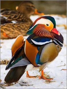 Pato Mandarin Pato Mandarin