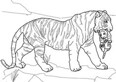 Mother Tiger Carrying Cub Coloring Page