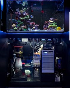 93 best reef images