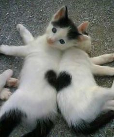 33 best smiling cat