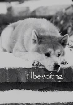 Hachiko A Dogs Story Music Video From Movie A Dog Waits For 9 Long Years Outside A Train Station In Japan For The Hachiko Im Still Waiting Hachiko A Dogs Story Music Video From Movie A Dog Waits For 9 Long Years Outside A Train Station In Japan For The Hachiko Im Still Waiting