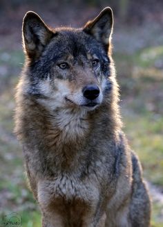 pretty wolf pictures pretty wolves wolves pinterest wolf