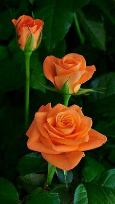 Rose Bare Root Plant Remember Me Hybrid Tea Yellow and Orange by Plug Plants Express Limited Rose Bare Root Plant Remember Me Hybrid Tea Yellow and Orange by Plug Plants Express Limited
