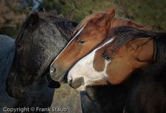 23 Best Wild Horse Sanctuary Images Horses Mustangs Wild Horses Nuzzling Black Hills Horse Sanctuary Hot Springs Sd