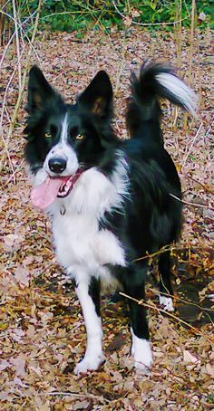 Gallery Border Collies Collie Border Collie Dogs