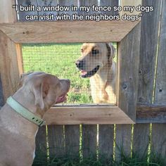 Funny Animal Pictures 20 Pics Puppies, Dogs And Puppies, Perros, Fotos, Dog Fence, Gatos, Dieren, Chat, Cute Puppies