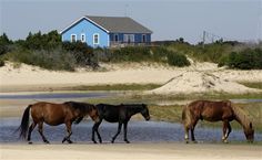41 Best Wild Horses Of The Outer Banks Images On Pinterest To See The Wild Horses On North Carolina Beach