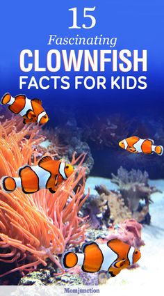 facts the clownfish finding