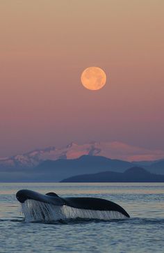 18 Fluke Examples Ideas Whale Sea Creatures Humpback Whale