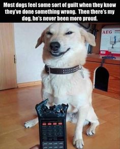 636 Best Funny Dog Pictures Images On Pinterest In 2018 Hilarious Cute Funny Animals And Cutest Animals 636 Best Funny Dog Pictures Images On Pinterest In 2018 Hilarious Cute Funny Animals And Cutest Animals