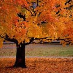 69 best fall screen saver images on pinterest autumn leaves