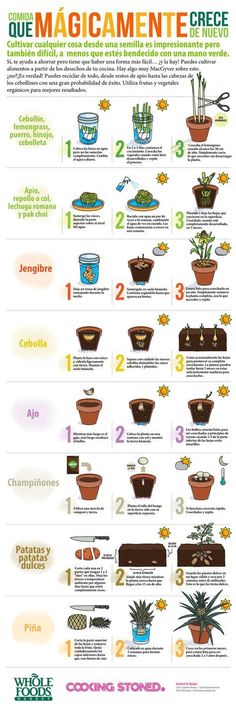 8 vegetales y hierbas que puedes comer y volver a rebrotarlos cada vez que quieras Companion Planting, Growing Food, Grow Your Own Food