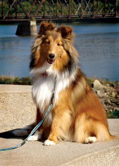 Adopt Copper On Animals Rescue Dogs Sheltie
