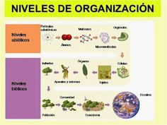 Las Mejores 16 Ideas De Niveles De Organización De Los Seres Vivos Seres Vivos Sistema Complejo Biología