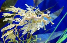 81 best sea dragons