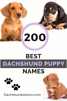 I/'M NOT JUST A DOG PERSON I/'M A DACHSHUND DADDY FRIDGE MAGNET GIFT DOG