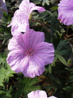 Geranium Sanguineum Hardy perennial “New Hampshire/" 3 bare root plants magenta