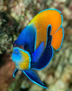 89 best saltwater angelfish