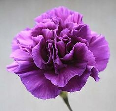 380 Flower - Carnation ideas | carnations, carnation flower, flowers