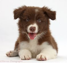 brown border collie puppies my a white border collie border collies white border brown border collie puppies my a white border collie border collies white border