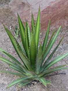 Agave Montana-Frost Hart 5 semillas