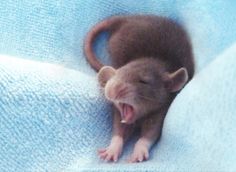 660 Idees De Rat Et Souris Domestiques Souris Domestique Souris Rat 660 Idees De Rat Et Souris Domestiques Souris Domestique Souris Rat