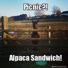 alpaca memes google search alpacas pinterest alpacas 048a44e07df34a1726e9c4a49ec8b3ba alpaca picnics alpaca memes google search alpacas pinterest alpacas,Alpaca Meme Generator