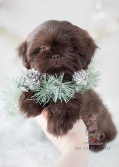 Chocolate Shih Tzu Puppies Davie | Teacups, Puppies & Boutique ... Chocolate Shih Tzu Puppies Davie | Teacups, Puppies & Boutique ...