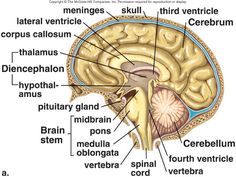 57 best brain parts \u0026 function images neuroscience, brain gym