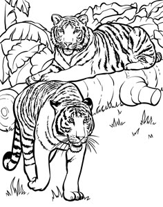 Wild Animal Coloring Pages Tiger By My