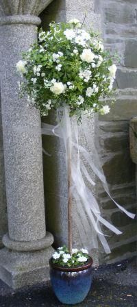Standard Bay Trees Decorated For Weddings With Ribbons Google Standard Bay Trees Decorated For Weddings With Ribbons Google Search