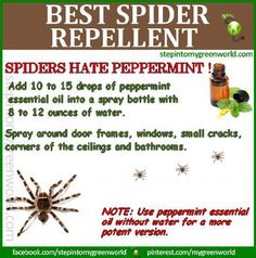 Make Your Own Spider Repellent Home And Lifestyle Pinterest Get Rid Of Spiders The Best Spider Repellent Add 10 To 15 Drops Peppermint Oil A Spray Bottle With 8 12 Ounces Water