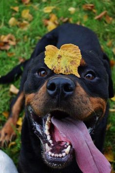 Everything I Enjoy About The Calm Rottweiler Puppy